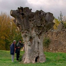 El cielo gira