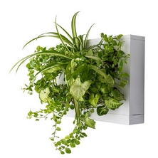 Crea tu propio Jard&iacute;n Vertical y Ll&eacute;vatelo a Casa
