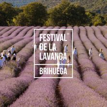 Festival de La Lavanda