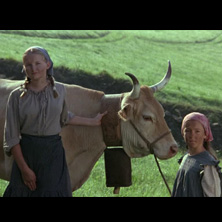Vacas