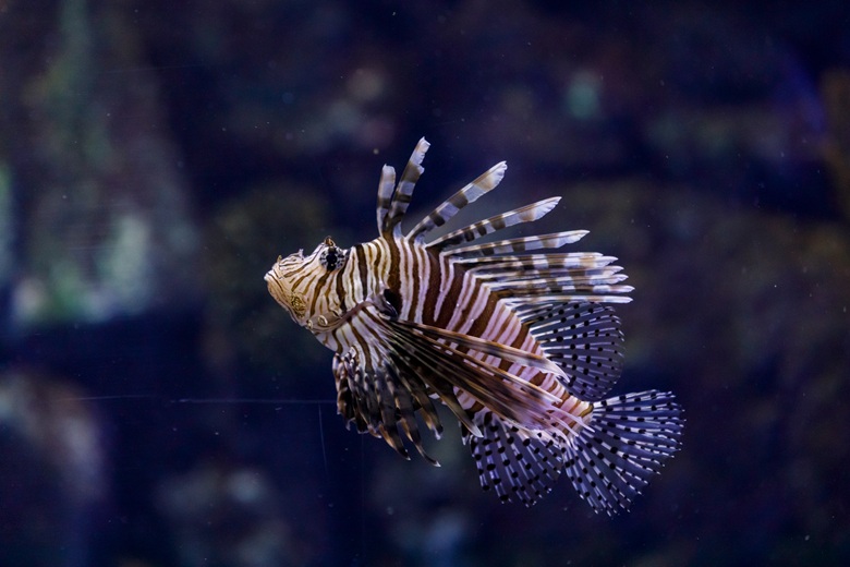 Atlantis Aquarium