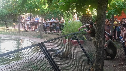 Safari Madrid