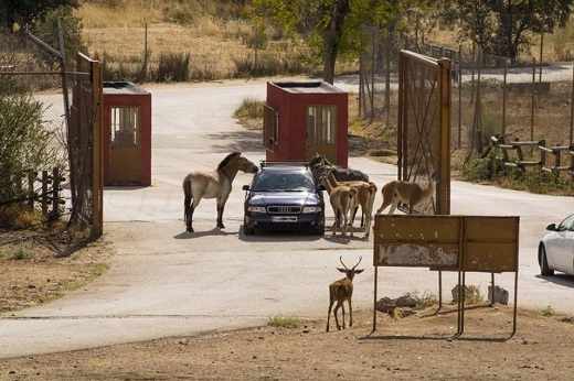 Safari Madrid